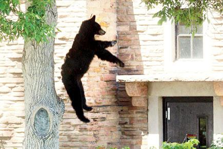 High drama after bear enters US university campus