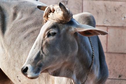Plea seeking nod for slaughter of bulls, bullocks filed in Bombay HC