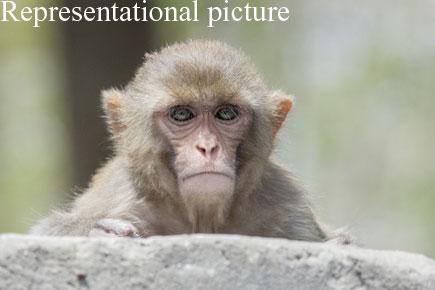 IIT Bombay students face monkey menace on campus