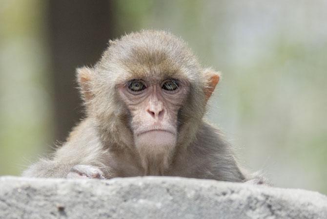 Kanpur police confused over filing FIR as monkey snatches chain