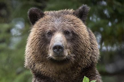Bear breaks into US bakery, eats dozens of pies