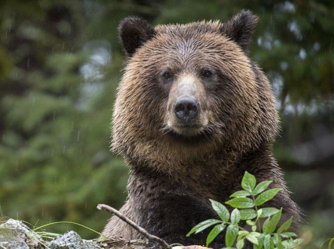 Bear breaks into US bakery, eats dozens of pies
