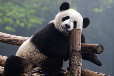 Pair of giant pandas from China welcomed in Indonesia