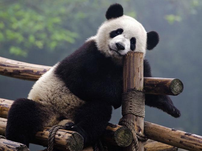 Panda fakes pregnancy to get round-the-clock care in Taiwan