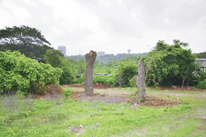 These trees were in the way of the proposed BKC-Chunabhatti connector, claims MMRDA