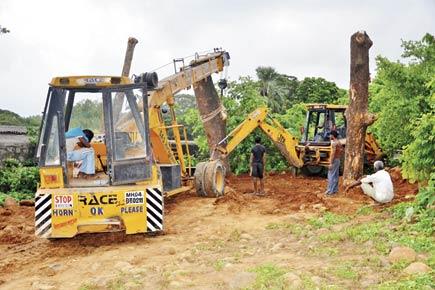 Mumbai: Are dead trees being transplanted in Aarey?