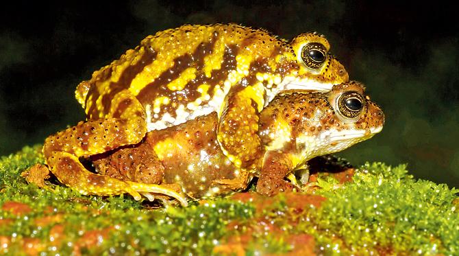 Amboli Toad is endemic to the hill-station.  PIC Courtesy/ Caesar Sengupta