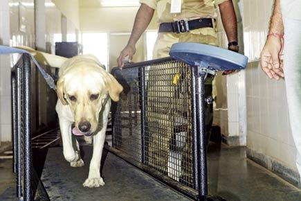 Mumbai airport's 12-member dog squad to get a training upgrade