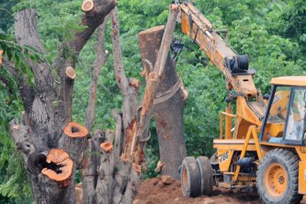 Are dead trees being transplanted in Aarey?