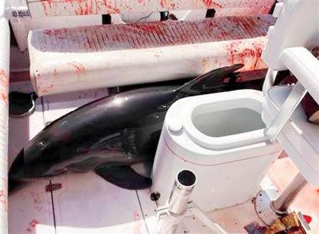 This dolphin injured Chrissie Frickman, near Dana Point, California. Pic/AP