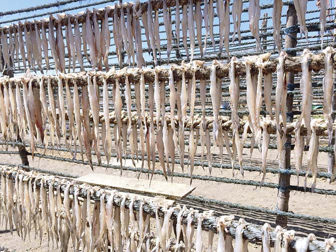 Drying Bombay Duck near the Varoli river, Gujarat, where Zoroastrian boats first landed in India. Pic courtesy/Perzen Patel