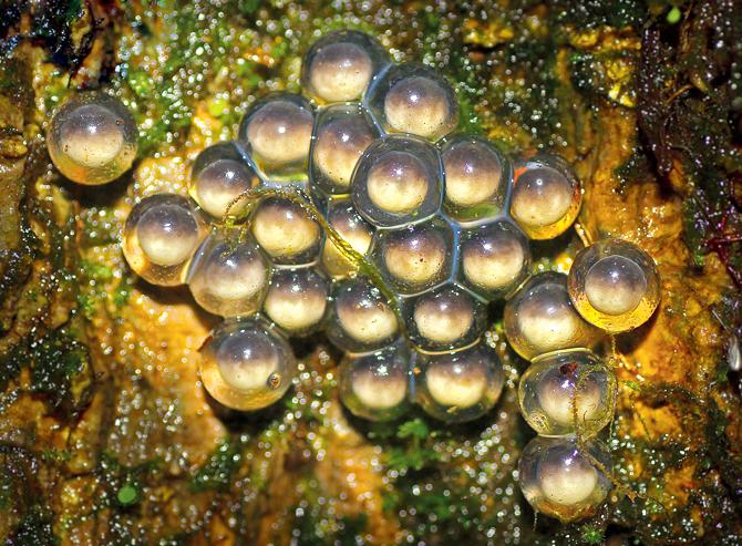 Eggs of a  Night Frog.  PICs Courtesy/ Caesar Sengupta