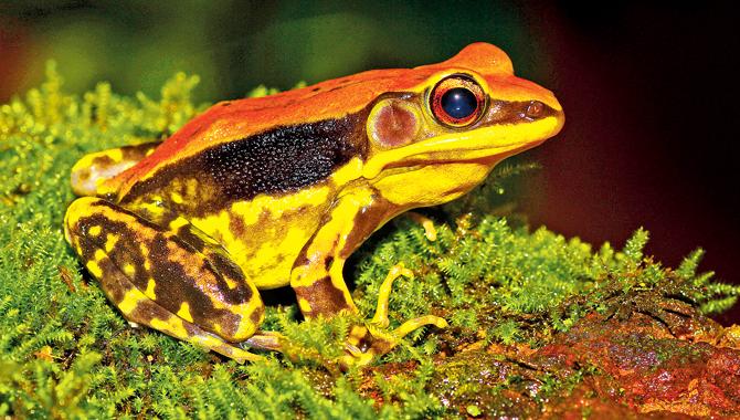 Fungoid frog. PIC Courtesy/Caesar Sengupta