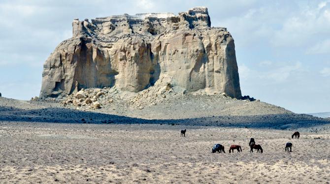 Horses in the steppe near Sherkala, Kazakhstan