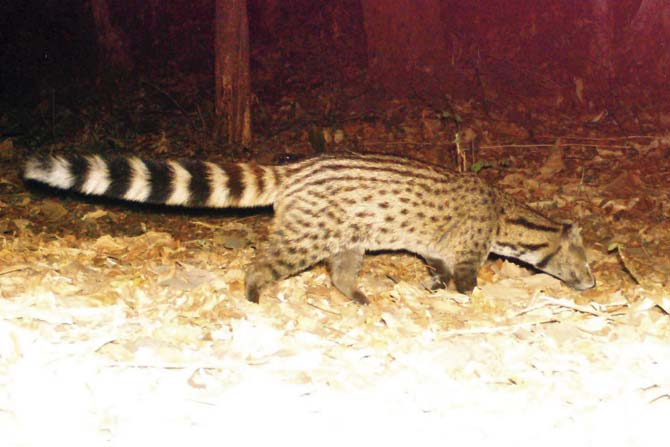 Small Indian civet