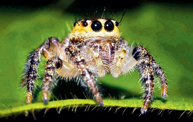 Jumping Spider. Pic courtesy/Mumbai Travellers