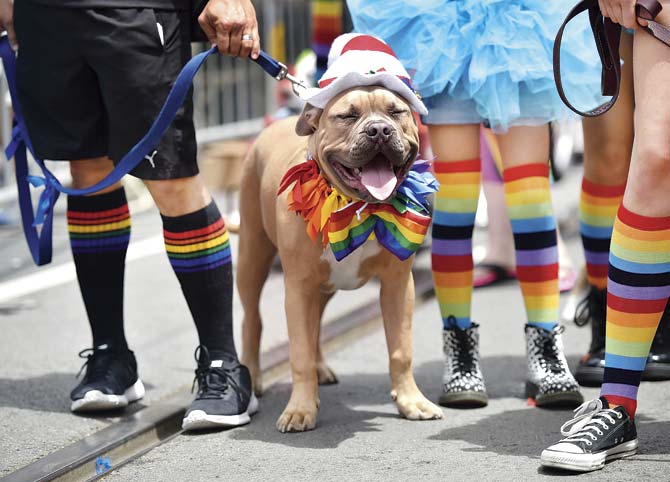 A costumed dog stands along Market Street during the annual Gay Pride Parade in San Francisco, California after the US Supreme Court’s landmark ruling legalising same-sex marriage nationwide. Pic/AFP