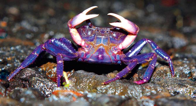 Land crab. Pic Courtesy/Caesar Sengupta
