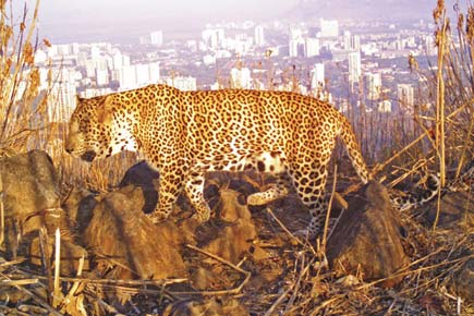 Mumbai: Study finds evidence of robust leopard activity in SGNP, Aarey