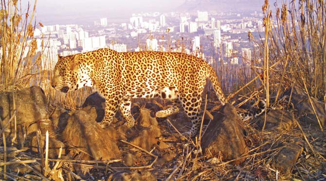 Among the highlights of the camera trapping study were images of leopards in urban setting such as this one, set against the backdrop of Manpada, near the Thane side of the national park. Pics/Nikit Surve/SGNP