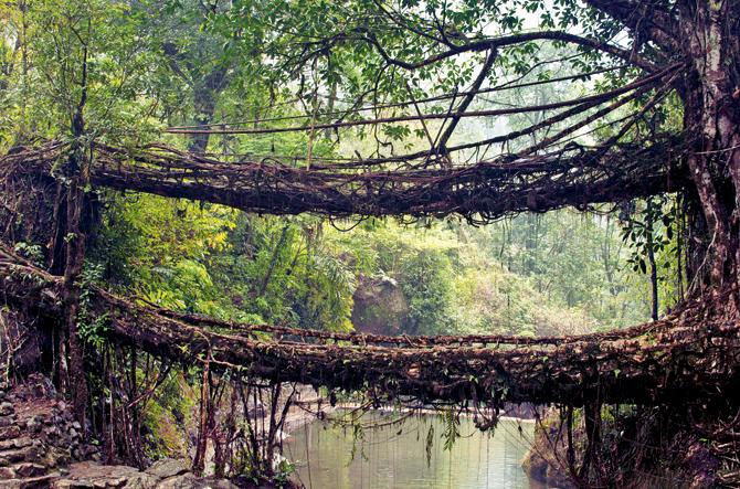 Nongriat, Living Root bridge, Meghalaya