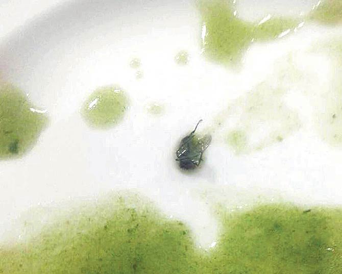 The member’s daughter had already consumed more than half of the soup when she spotted this dead housefly