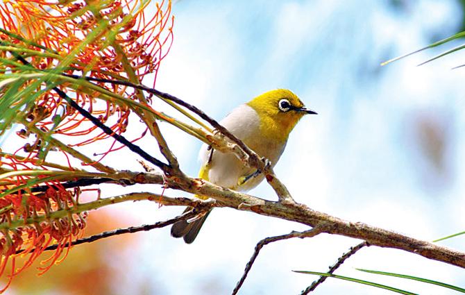 Oriental White-Eye (in picture) can be spotted near Karnala Fort. pic courtesy/asif n khan