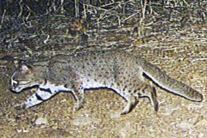 The study also made a rare sighting of the Rusty-spotted cat on the Shilonda trail
