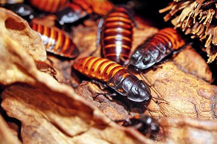Japan zoo plans an image makeover for cockroaches