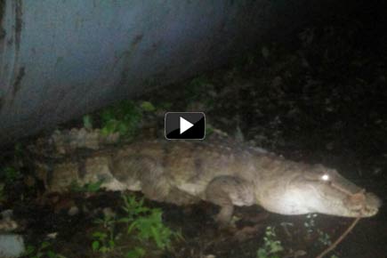 Watch video: 'Lost' crocodile rescued from Bhandup in 5-hour operation 