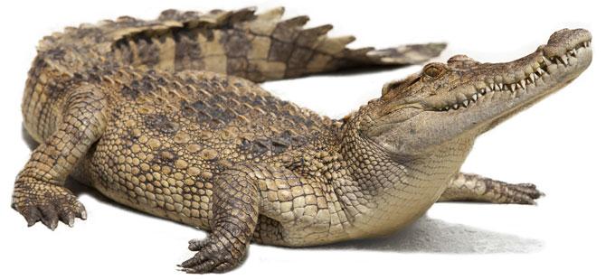 Mexican town mayor marries crocodile