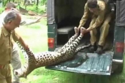 Leopard killed by speeding vehicle in Nainital 