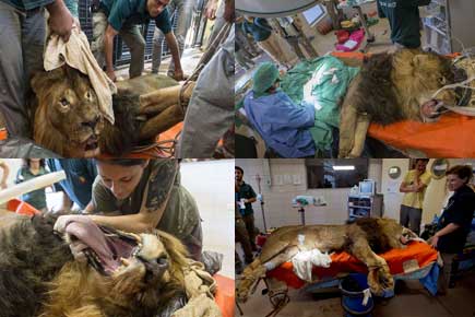 When a lion underwent surgery to remove a tumour