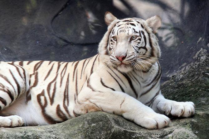 A white tiger