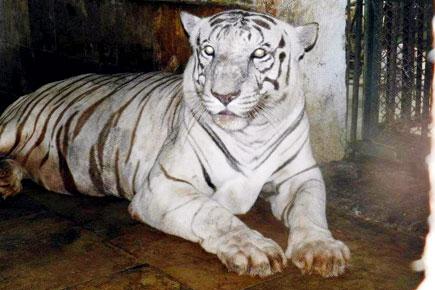 20-year-old white tiger Siddharth dies at Sanjay Gandhi National Park