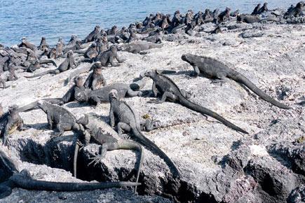 Travel special: Spot Marine Iguanas in the Galapagos Isles