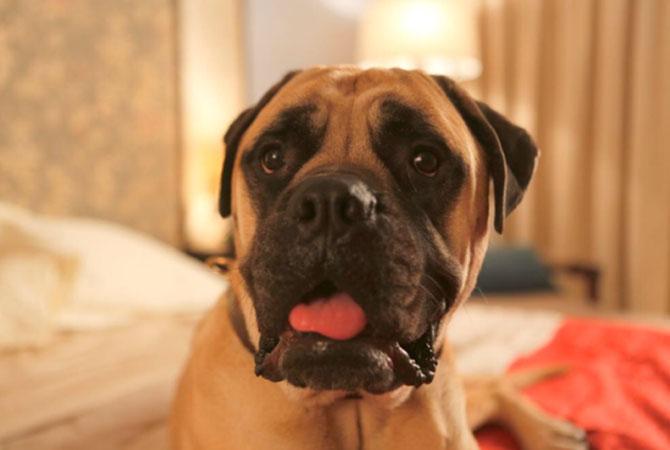Pluto Mehra, the adorable dog from 'Dil Dhadakne Do', is on Twitter!