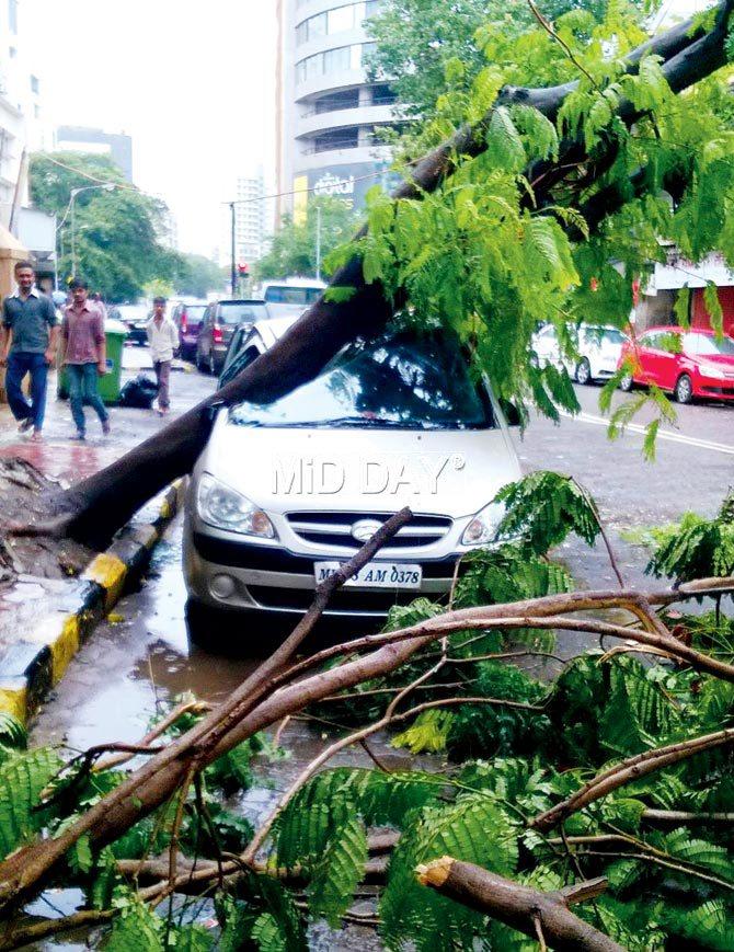 A tree damaged a car at Prabhadevi yesterday. Pic/Hemal Ashar