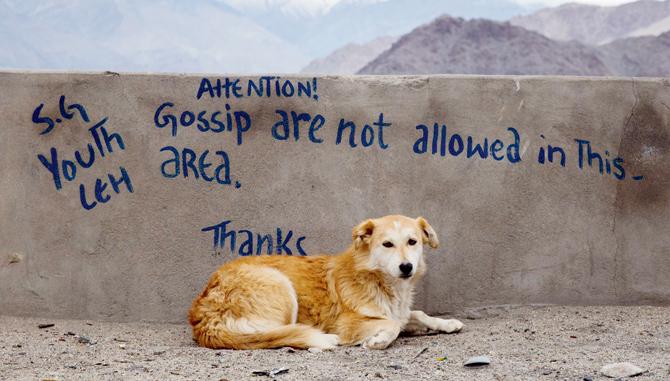A frame by Brett Cole from Leh, Ladakh, India, where a street dog rests under graffiti telling people not to gossip
