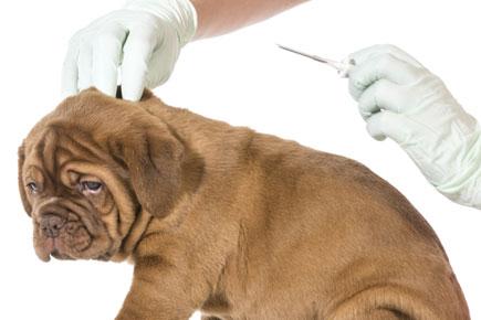 Forget rats, cancer drug can be tested on pet dogs
