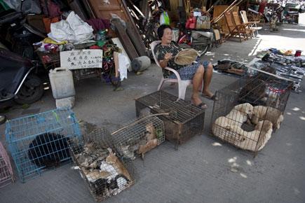 China city holds dog-meat eating festival despite protests