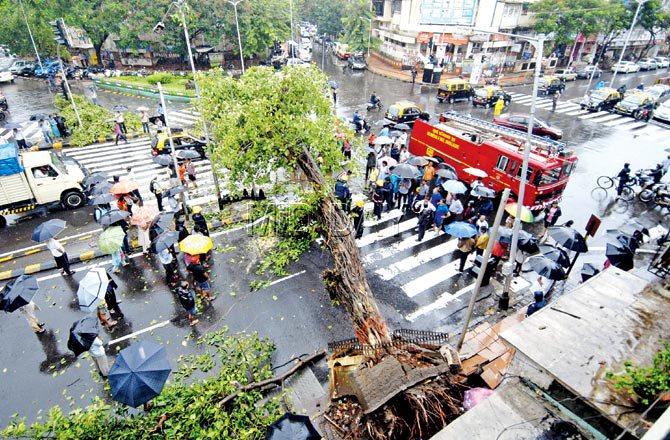 A 35-year-old tree was uprooted at Dadar during Friday’s downpour. Pic/Rane Ashish