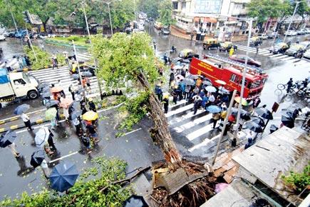 'Collapse of trees due to rains is unnatural'