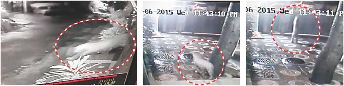 CCTV grab of leopard invades Borivli Colony