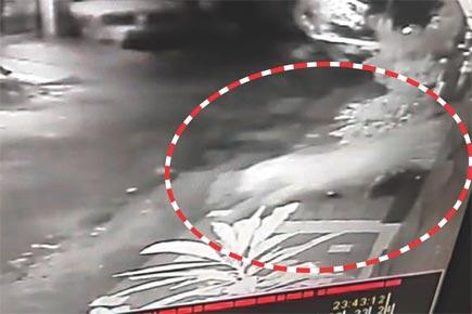 Watch video: CCTV grab shows leopard visiting Mumbai colony