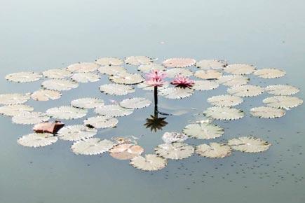 The kingdom of water lilies