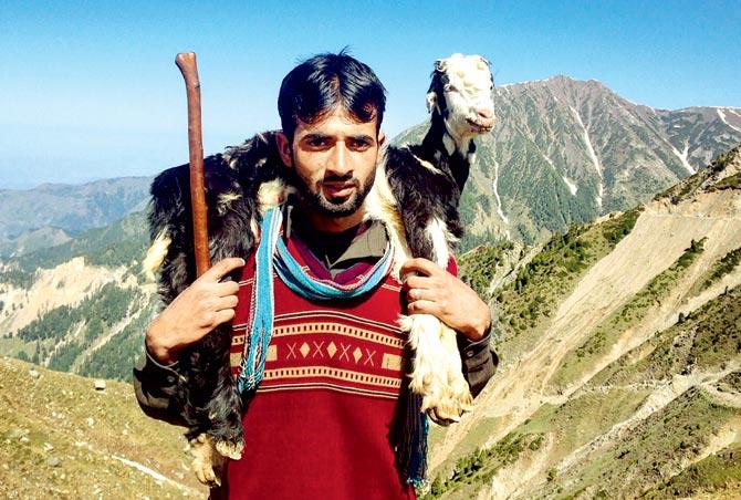 Zahoor Ahmad carries a goat as he leads his cattle near Peer Ki Gali, 80 kilometres south of Srinagar