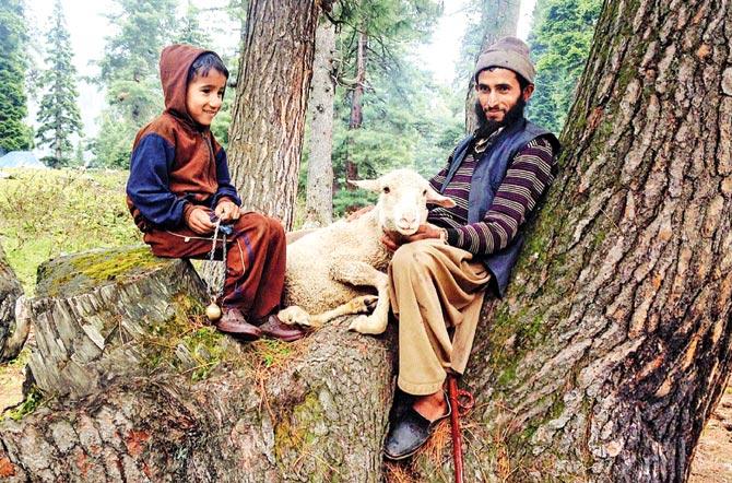 Rashid Khan rests on the bark of a tree with his son and a pet sheep at Hirpora, 65 kilometres south of Srinagar