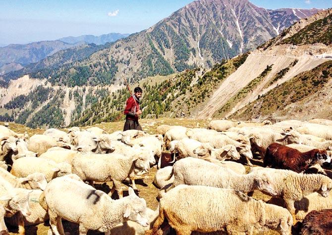 A Bakarwal shepherd walks along with his cattle near Peer Ki Gali