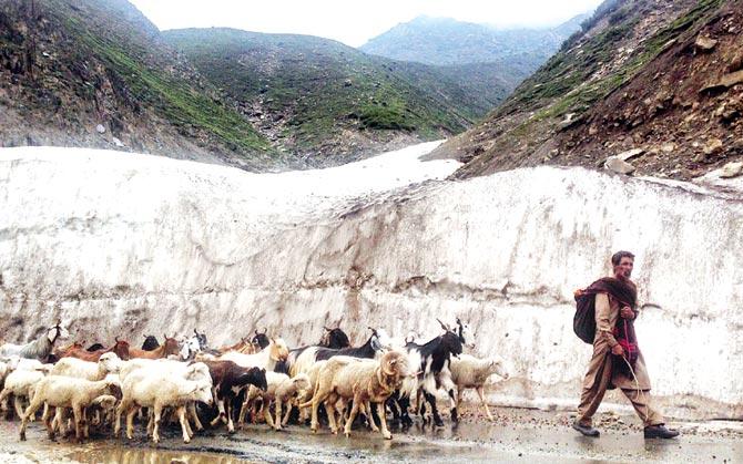 A Bakarwal nomad leads his cattle near Dubgan, 70 kilometres south of Srinagar